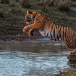 Bengal Tigers are highly proficient jumpers, capable of leaping up to 30ft (9 metres) in a single bound. Nevertheless, this young female bungled his landing and ended up smashing his face on a rock in India's Tadoba National Park (image by Virginia Wilde)