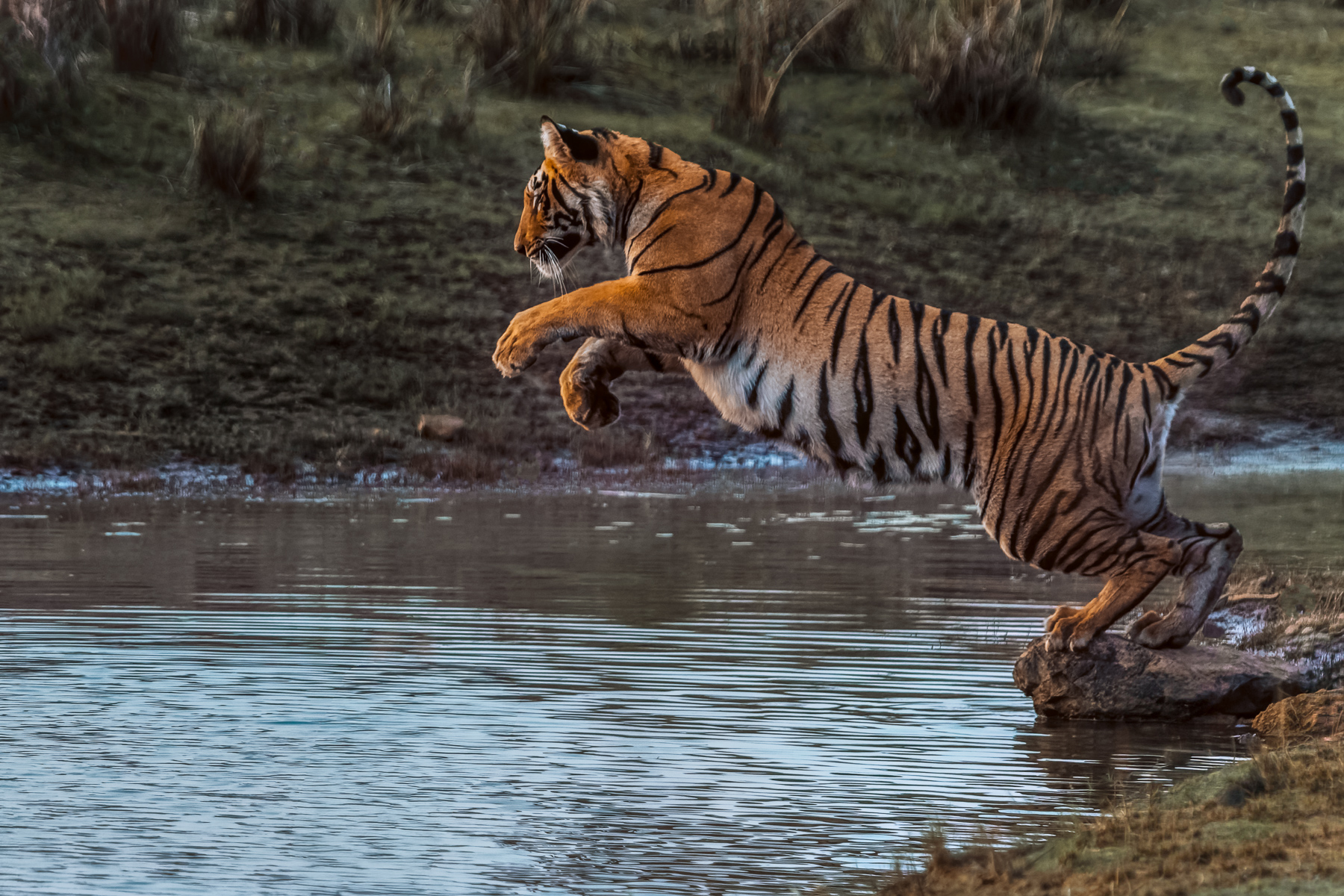 Bengal Tigers are highly proficient jumpers, capable of leaping up to 30ft (9 metres) in a single bound. Nevertheless, this young female bungled his landing and ended up smashing his face on a rock in India's Tadoba National Park (image by Virginia Wilde)