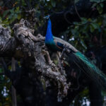 The beautifully iridescent plumage of a male Indian Peafowl, in the branches of a tree near India's Chambal River. Female Peafowl choose mates based on the size, colour and complexity of these tails, forcing males to evolve increasingly extravagant plumage to successfully breed (image by Virginia Wilde)