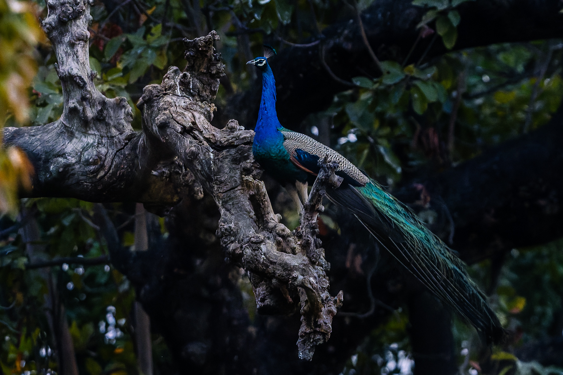 The beautifully iridescent plumage of a male Indian Peafowl, in the branches of a tree near India's Chambal River. Female Peafowl choose mates based on the size, colour and complexity of these tails, forcing males to evolve increasingly extravagant plumage to successfully breed (image by Virginia Wilde)