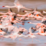 Slow-shutter speed panning shot of both Lesser and Greater Flamingos swooping over the shallow wetlands of India's Little Rann of Kutch (image by Virginia Wilde)