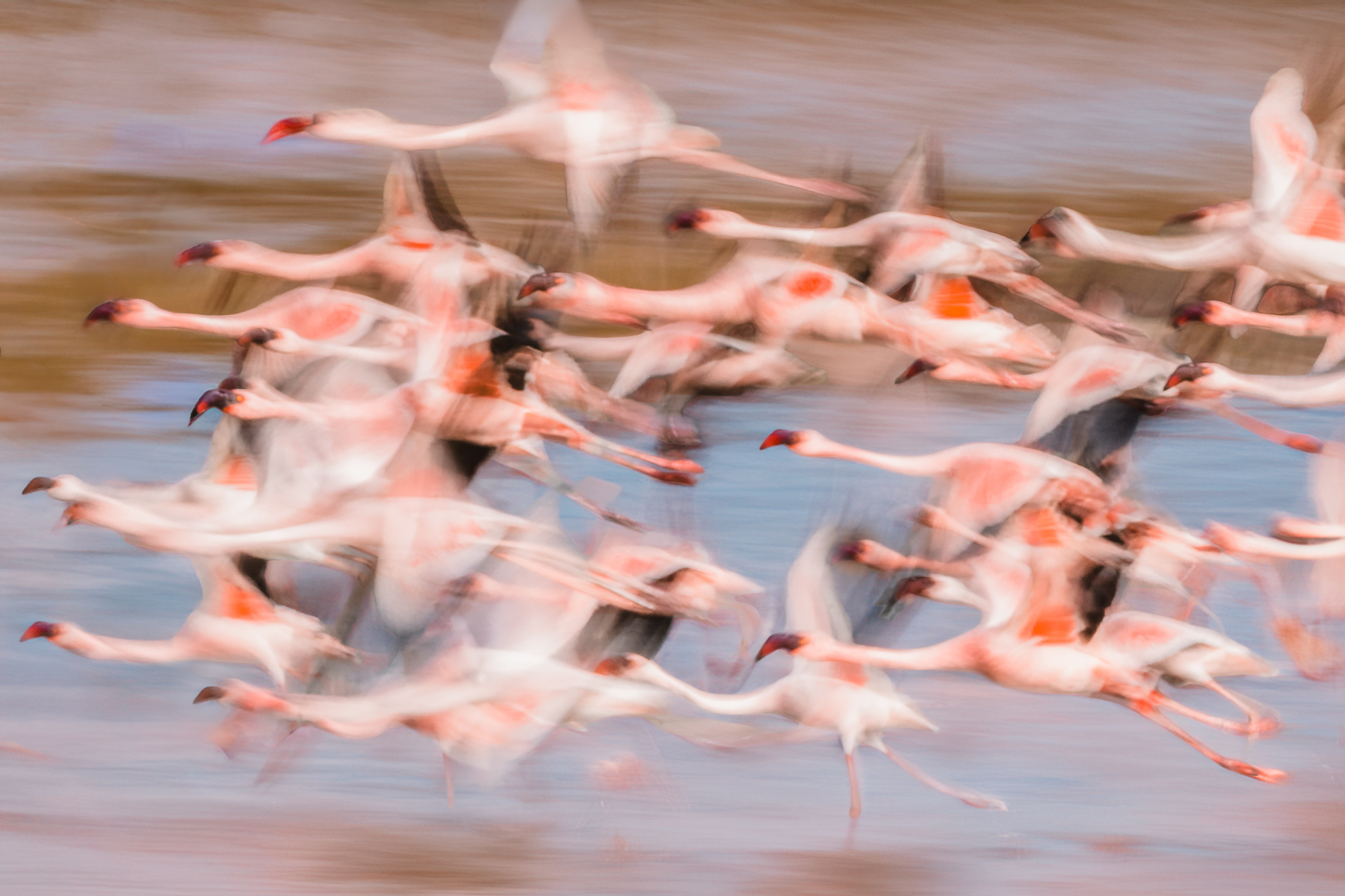 Slow-shutter speed panning shot of both Lesser and Greater Flamingos swooping over the shallow wetlands of India's Little Rann of Kutch (image by Virginia Wilde)