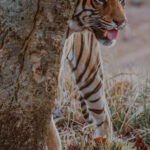 Tigers are masters of stealth, with their soft silent paws and striped fur enabling them to blend into tall grass and dappled sunlight. Prey animals often cannot distinguish the bright orange fur - making tigers very hard to spot in undergrowth. Or hiding behind trees, like this one (image by Virginia Wilde)