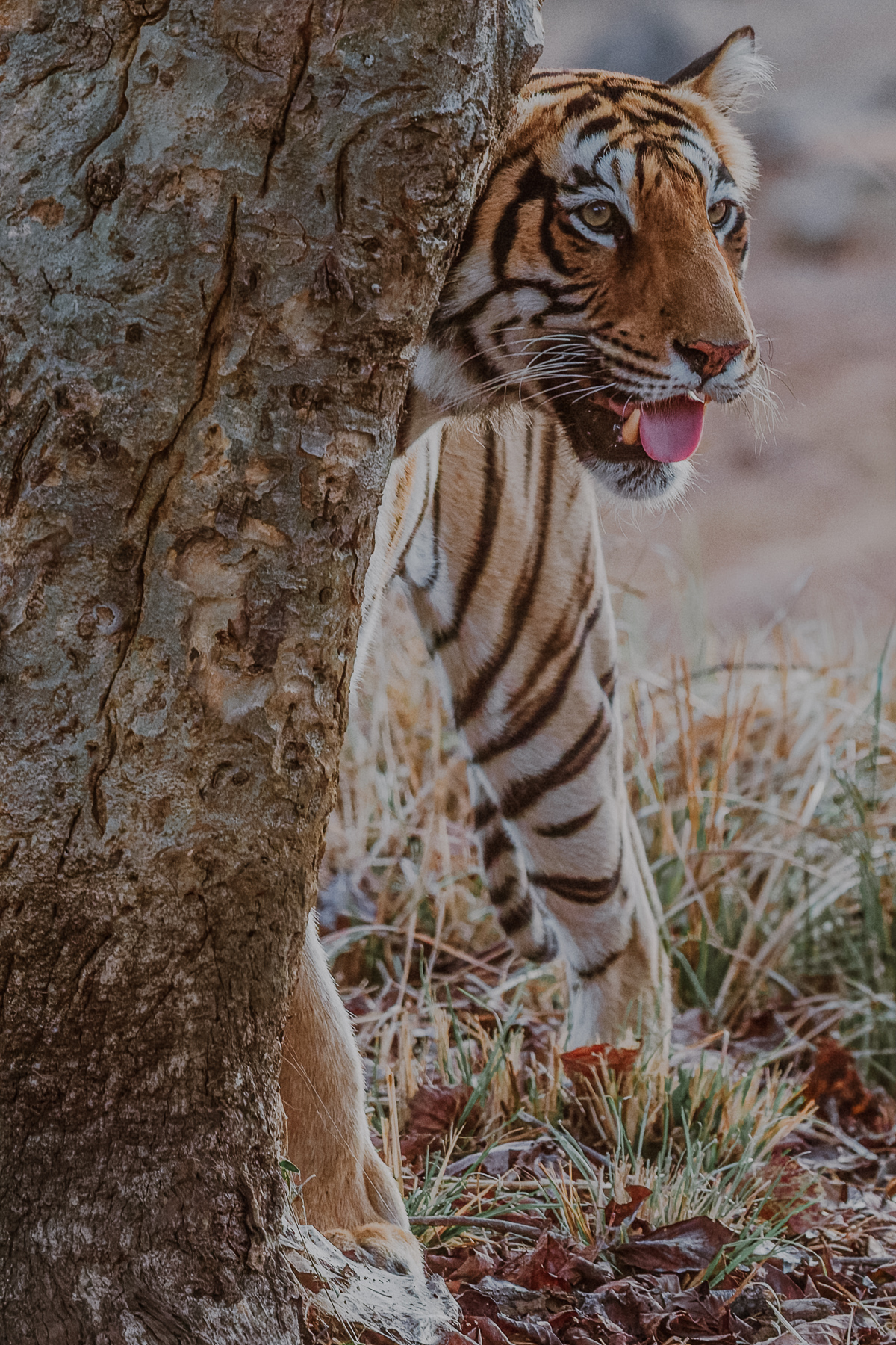 Tigers are masters of stealth, with their soft silent paws and striped fur enabling them to blend into tall grass and dappled sunlight. Prey animals often cannot distinguish the bright orange fur - making tigers very hard to spot in undergrowth. Or hiding behind trees, like this one (image by Virginia Wilde)