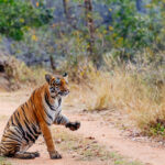 Bengal Tiger paws are highly specialised tools for hunting and stealth - with a single swipe capable of delivering 10,000 pounds per square inch of force, enough to break a prey's back or neck. Paws feature soft thick pads for silent stalking and retractable claws up to 4 inches long. No wonder they deserve a stretch (image by Virginia Wilde)