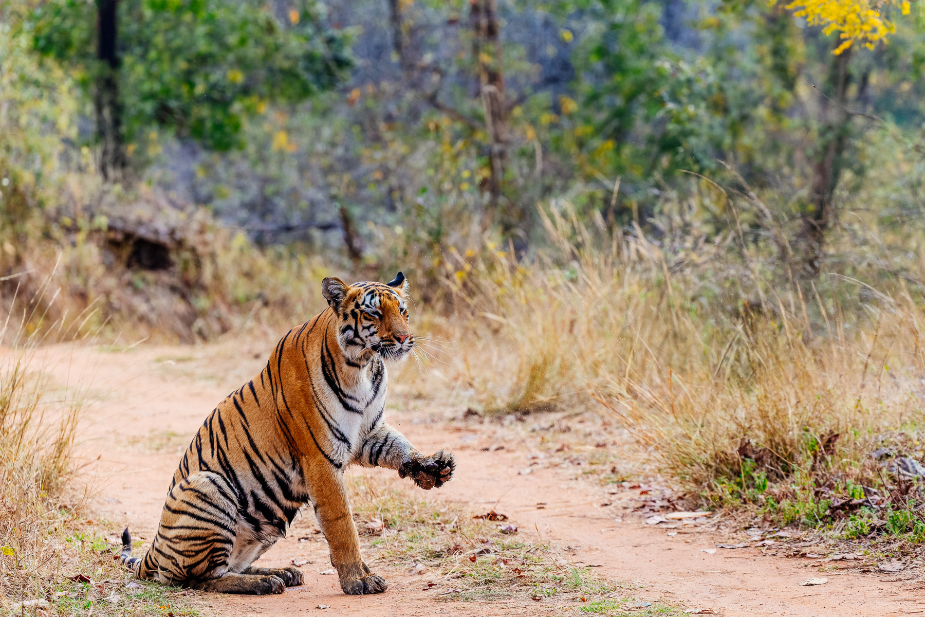 Bengal Tiger paws are highly specialised tools for hunting and stealth - with a single swipe capable of delivering 10,000 pounds per square inch of force, enough to break a prey's back or neck. Paws feature soft thick pads for silent stalking and retractable claws up to 4 inches long. No wonder they deserve a stretch (image by Virginia Wilde)