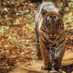 This dominant male tiger - known as 'Mowgli' - pads along the forest paths in India's Tadoba-Andhari Tiger Reserve, showcasing his massive paws. Mowgli is known as a 'bruiser' male, who has sired dozens of cubs (image by Virginia Wilde)