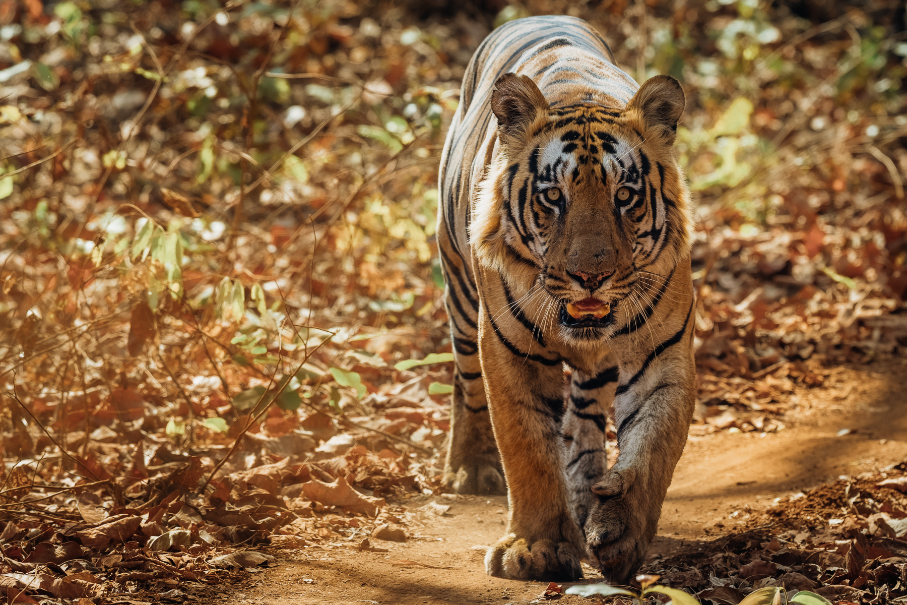 This dominant male tiger - known as 'Mowgli' - pads along the forest paths in India's Tadoba-Andhari Tiger Reserve, showcasing his massive paws. Mowgli is known as a 'bruiser' male, who has sired dozens of cubs (image by Virginia Wilde)