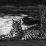 Black and white portrait of a subadult male Bengal Tiger, in a moment of calm before embarking on a hunt in Tadoba National Park (image by Virginia Wilde)