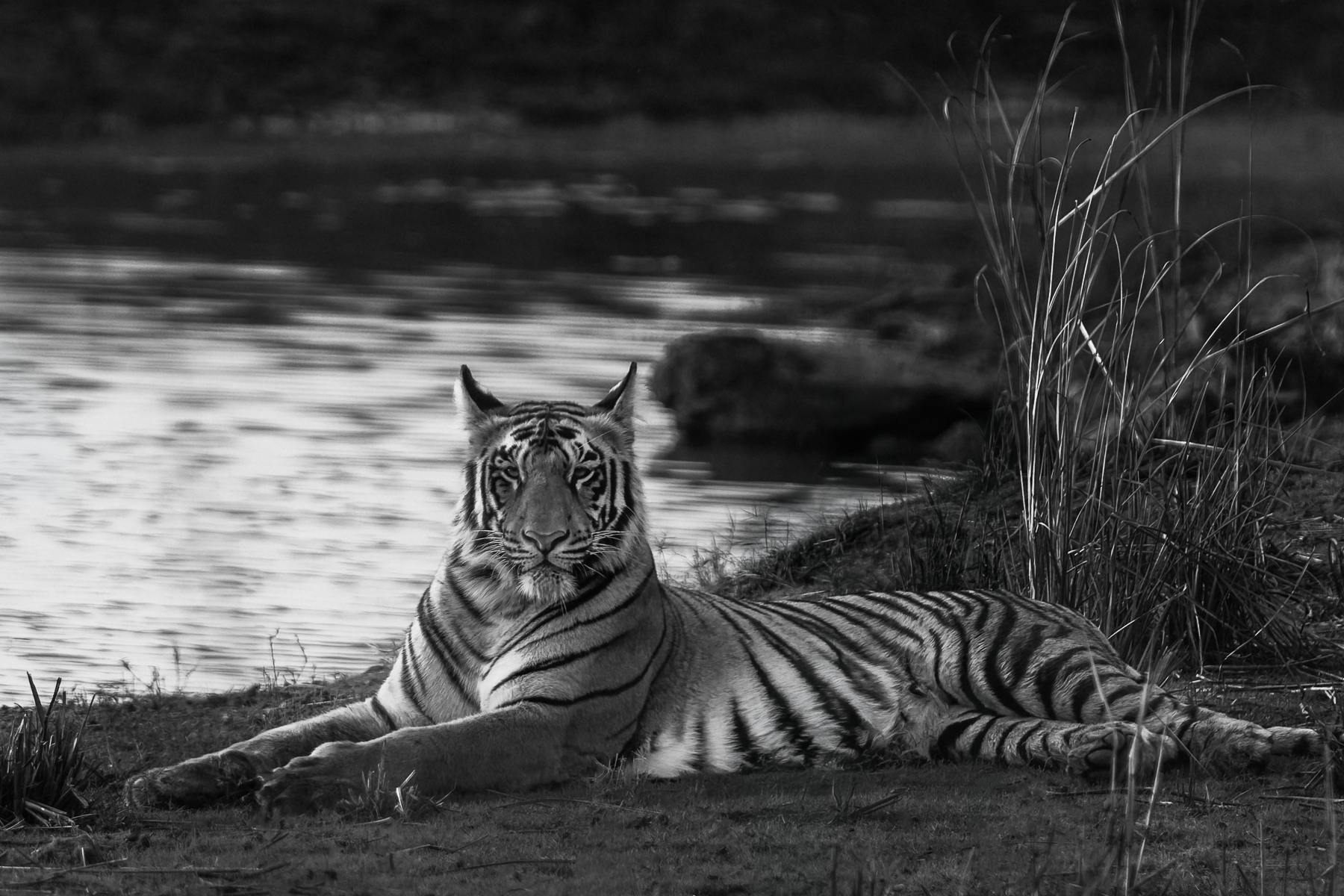 Black and white portrait of a subadult male Bengal Tiger, in a moment of calm before embarking on a hunt in Tadoba National Park (image by Virginia Wilde)