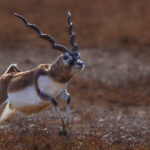 Blackbuck antelope - also known as the Indian antelope - are native to the Indian subcontinent but have been heavily hunted for the male's incredibly beautiful long spiralling horns. They rank in the top ten fastest animals on Earth, and can outrun almost any other animal over long distances (image by Virginia Wilde)