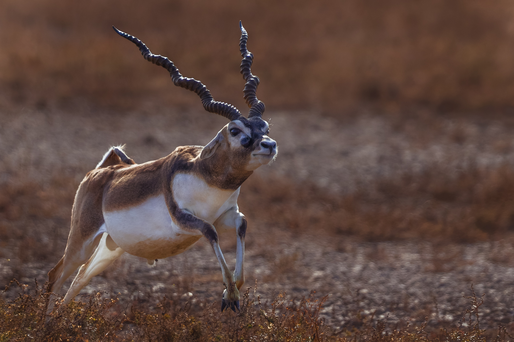 Blackbuck antelope - also known as the Indian antelope - are native to the Indian subcontinent but have been heavily hunted for the male's incredibly beautiful long spiralling horns. They rank in the top ten fastest animals on Earth, and can outrun almost any other animal over long distances (image by Virginia Wilde)