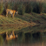 'Reflections of a Bengal Tiger'. It's a privilege to see such a stunning cat in the wild. Fewer than 3,700 wild Bengal Tigers remain in the world - with India's Bengal subspecies representing around 75% of the total global wild tiger population (image by Virginia Wilde)