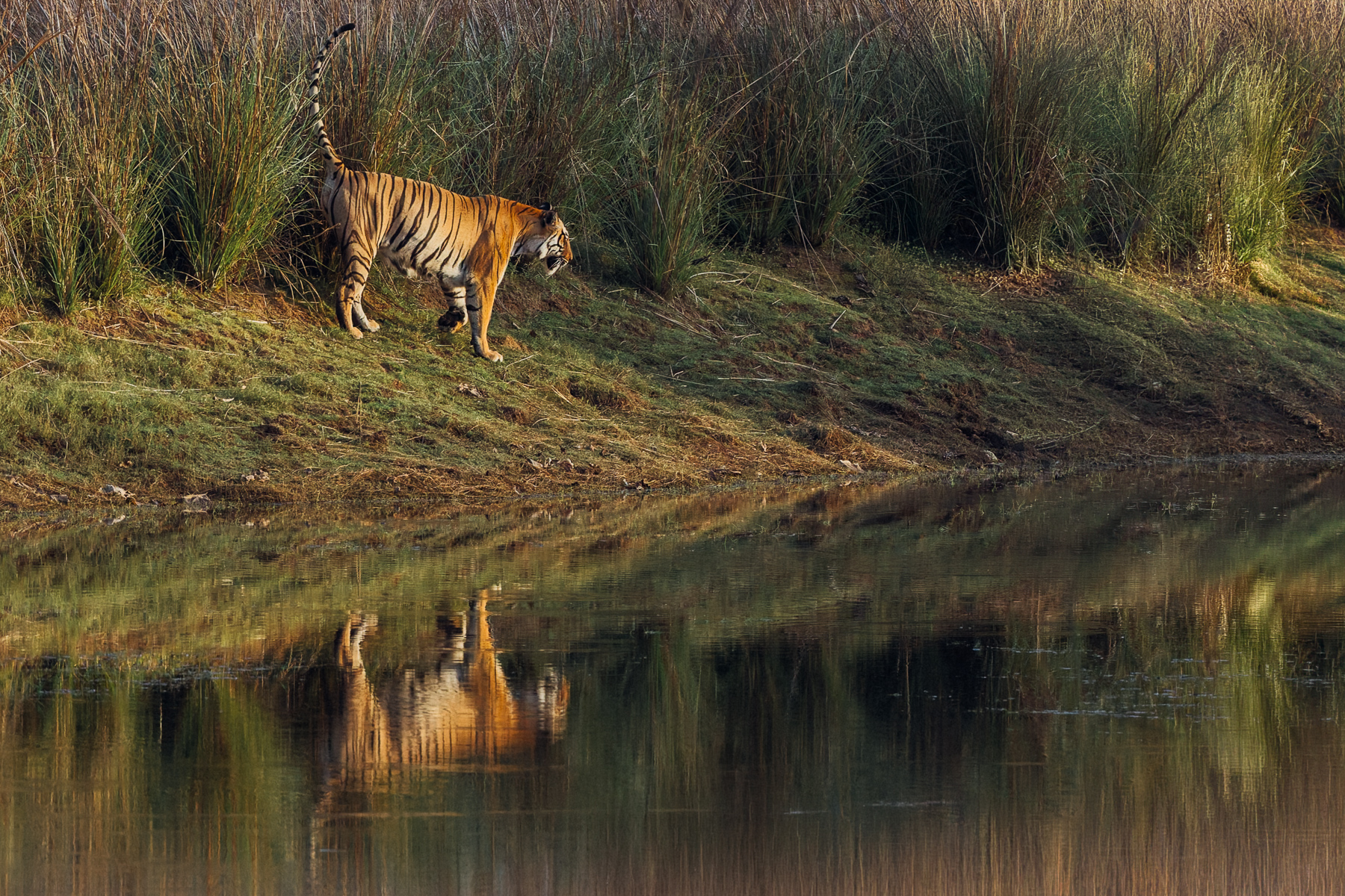 'Reflections of a Bengal Tiger'. It's a privilege to see such a stunning cat in the wild. Fewer than 3,700 wild Bengal Tigers remain in the world - with India's Bengal subspecies representing around 75% of the total global wild tiger population (image by Virginia Wilde)