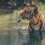 Young female tiger 'Kajri' is one of the prettiest tigers in India's Tadoba-Andhari Tiger Reserve. We watched her in these moments of calm and tranquillity, bathing in the cool river of the reserve's Jumona buffer zone (image by Virginia Wilde)