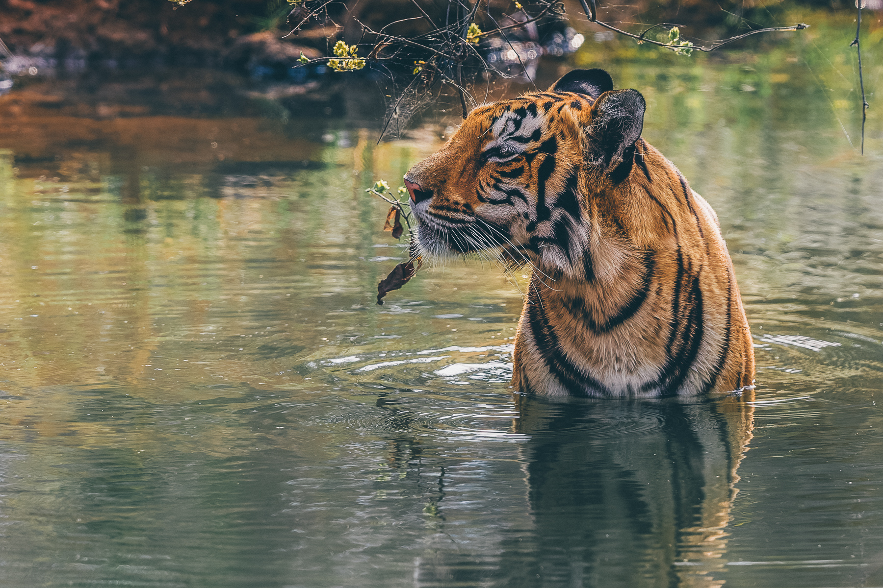 Young female tiger 'Kajri' is one of the prettiest tigers in India's Tadoba-Andhari Tiger Reserve. We watched her in these moments of calm and tranquillity, bathing in the cool river of the reserve's Jumona buffer zone (image by Virginia Wilde)