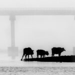 Cattle silhouetted on the banks of the Chambal River, with a newly-built bridge just visible in the mist behind (image by Virginia Wilde)