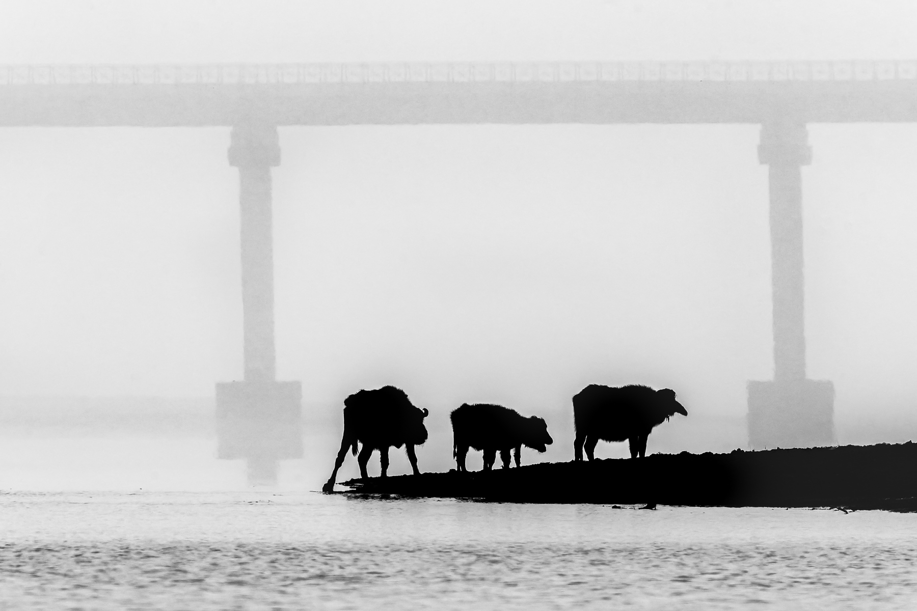 Cattle silhouetted on the banks of the Chambal River, with a newly-built bridge just visible in the mist behind (image by Virginia Wilde)