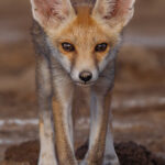 The almost cartoonish outsized ears of the Desert Fox are designed for survival in arid environments. These almost cartoonishly-large ears act as acoustic amplifiers to detect the low frequency sounds of burrowing prey (such as insects or rodents) in sandy or hard-packed ground (image by Virginia Wilde)