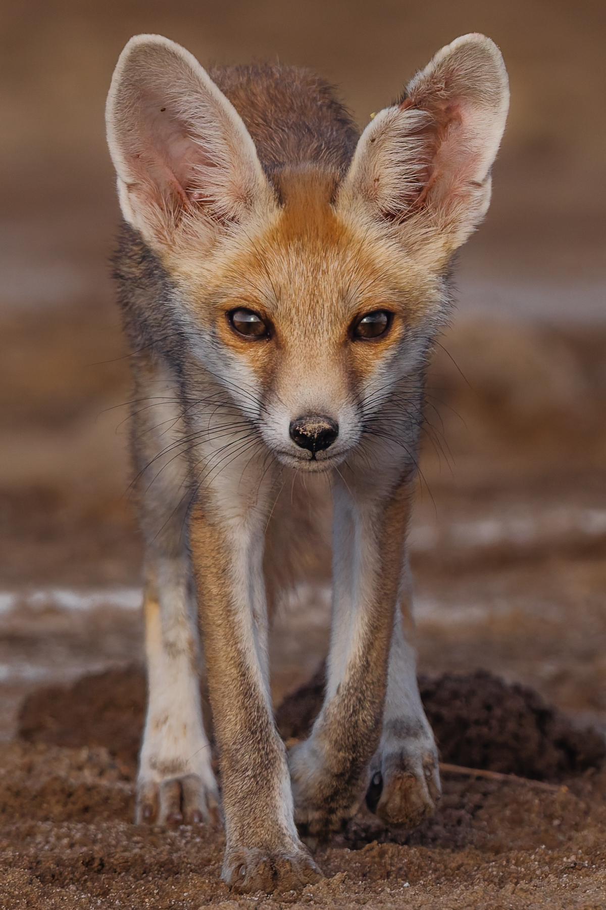 The almost cartoonish outsized ears of the Desert Fox are designed for survival in arid environments. These almost cartoonishly-large ears act as acoustic amplifiers to detect the low frequency sounds of burrowing prey (such as insects or rodents) in sandy or hard-packed ground (image by Virginia Wilde)