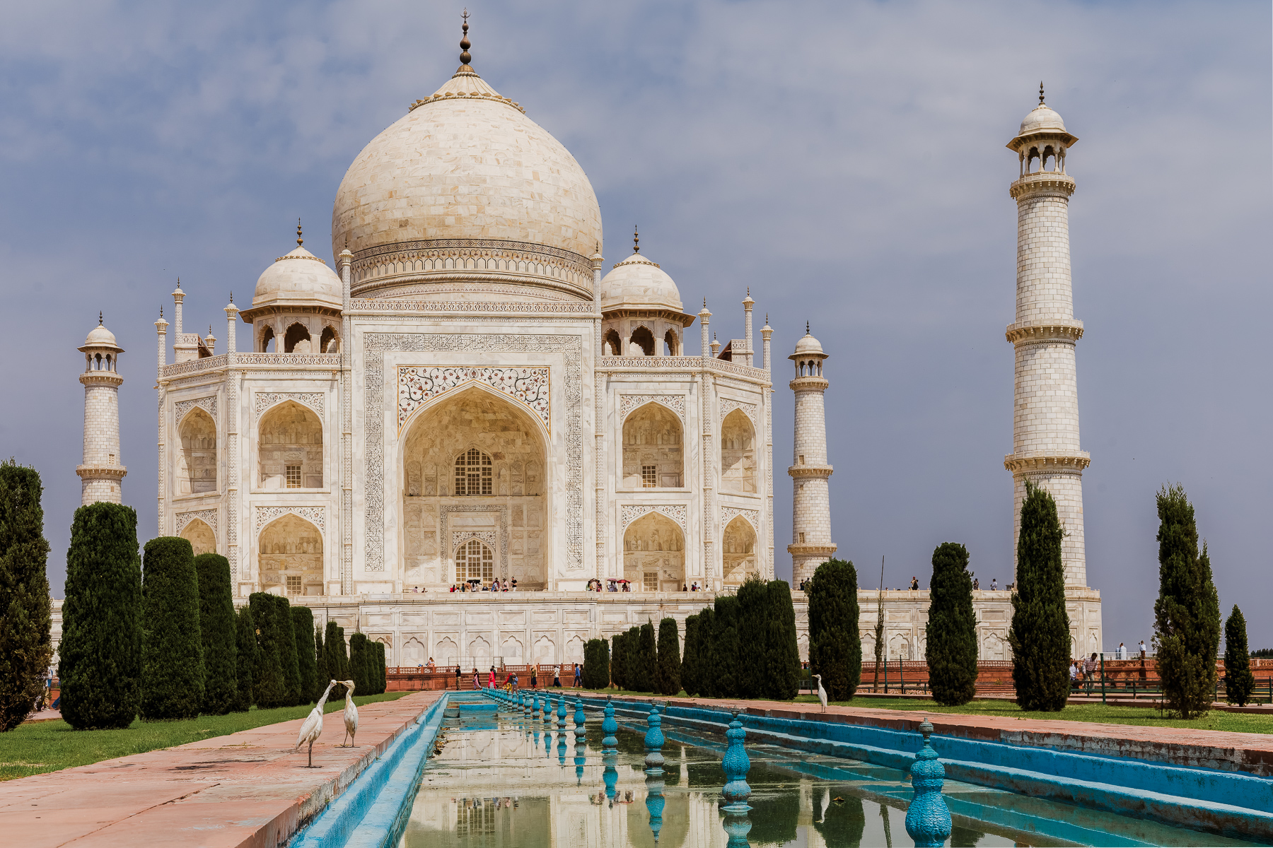 Another view of the iconic Taj Mahal, this time showing a few of the many Cattle Egrets that flock to its reflective pool (image by Virginia Wilde)