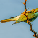 A colourful Asian Green Bee-eater - also known as the Little Green Bee-eater - tucks into its insect lunch. Asian Green Bee-eaters are highly gregarious, often gathering in groups of up to 300 individuals (image by Virginia Wilde)