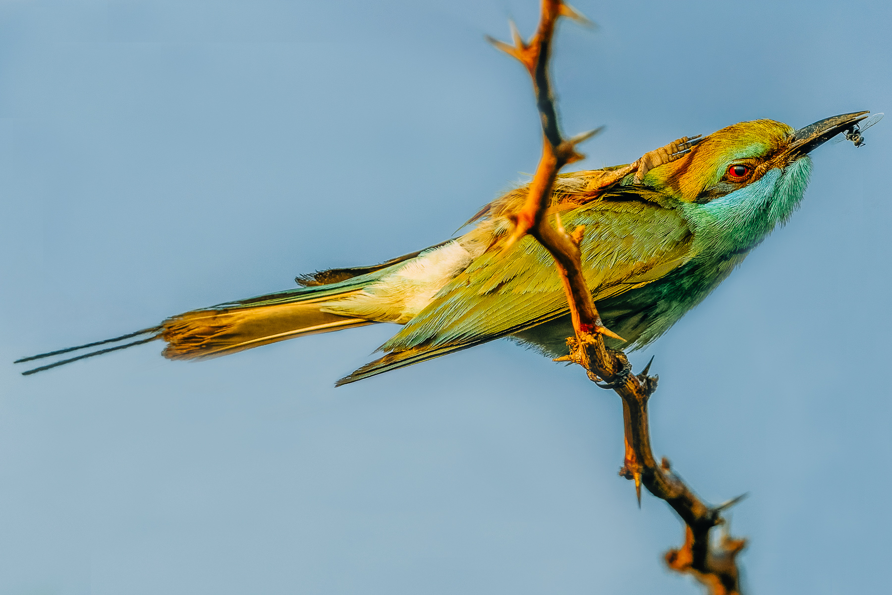 A colourful Asian Green Bee-eater - also known as the Little Green Bee-eater - tucks into its insect lunch. Asian Green Bee-eaters are highly gregarious, often gathering in groups of up to 300 individuals (image by Virginia Wilde)