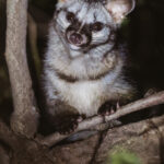 Aww! Definitely one of the cutest mammals of our tour was this nocturnal Common Palm Civet. He scampered around the trees at night at our lodge in the Chambal River region of India (image by Virginia Wilde)