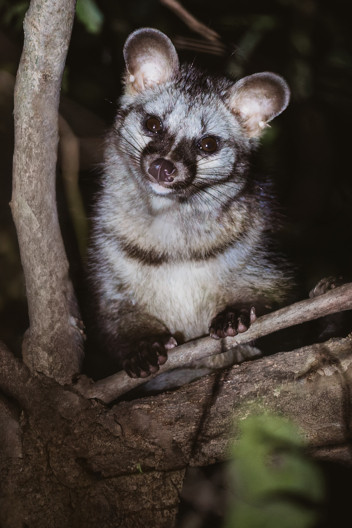 Aww! Definitely one of the cutest mammals of our tour was this nocturnal Common Palm Civet. He scampered around the trees at night at our lodge in the Chambal River region of India (image by Virginia Wilde)
