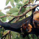 Two courting Indian Flying Foxes appear deep in gossip as they entangle in each others' wings during a mating ritual. Indian Flying Foxes - also known as Greater Indian Fruit Bats - are known as 'megabats', with a wingspan of up to 5ft (1.5 metres) and a habit of living in colonies several hundred, or even a thousand-strong (image by Virginia Wilde)