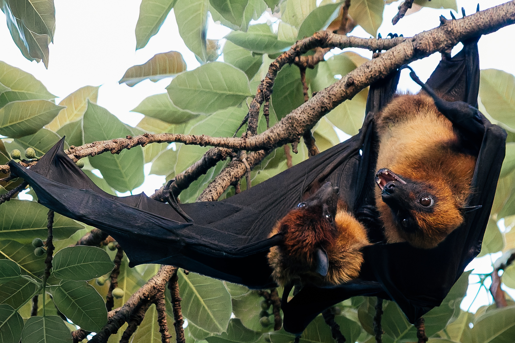 Two courting Indian Flying Foxes appear deep in gossip as they entangle in each others' wings during a mating ritual. Indian Flying Foxes - also known as Greater Indian Fruit Bats - are known as 'megabats', with a wingspan of up to 5ft (1.5 metres) and a habit of living in colonies several hundred, or even a thousand-strong (image by Virginia Wilde)