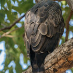 A Crested Hawk Eagle showing is distinctive 10cm long 'crest'. Also known as the Changeable Hawk-Eagle with individual showing a wide range of variation in plumage from pale to dark (image by Virginia Wilde)