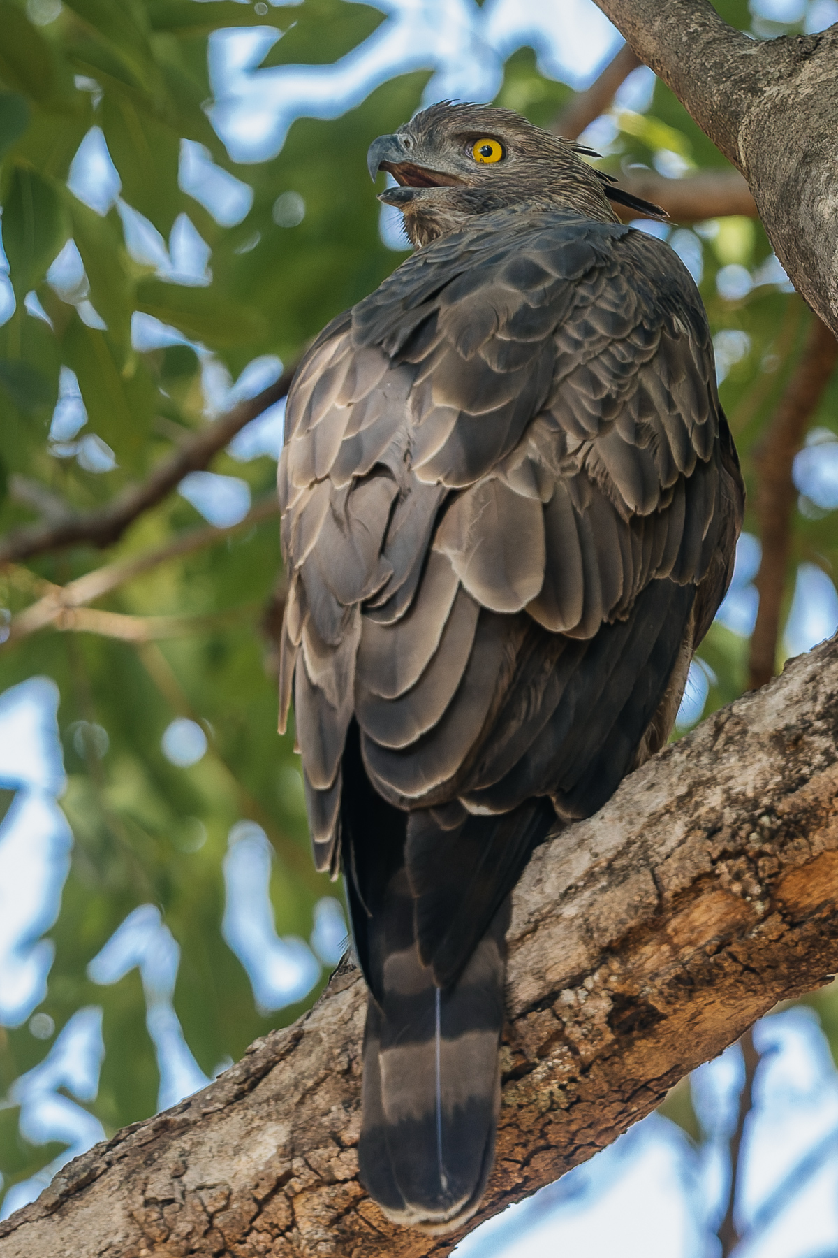 A Crested Hawk Eagle showing is distinctive 10cm long 'crest'. Also known as the Changeable Hawk-Eagle with individual showing a wide range of variation in plumage from pale to dark (image by Virginia Wilde)