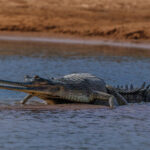 A magnificent Gharial shows its distinctive long snout, while basking near a sandbank along India's Chambal River. Gharials are among the longest and rarest of crocodiles, with only around 200 breeding pairs of this critically endangered species remaining in the wild (image by Virginia Wilde)