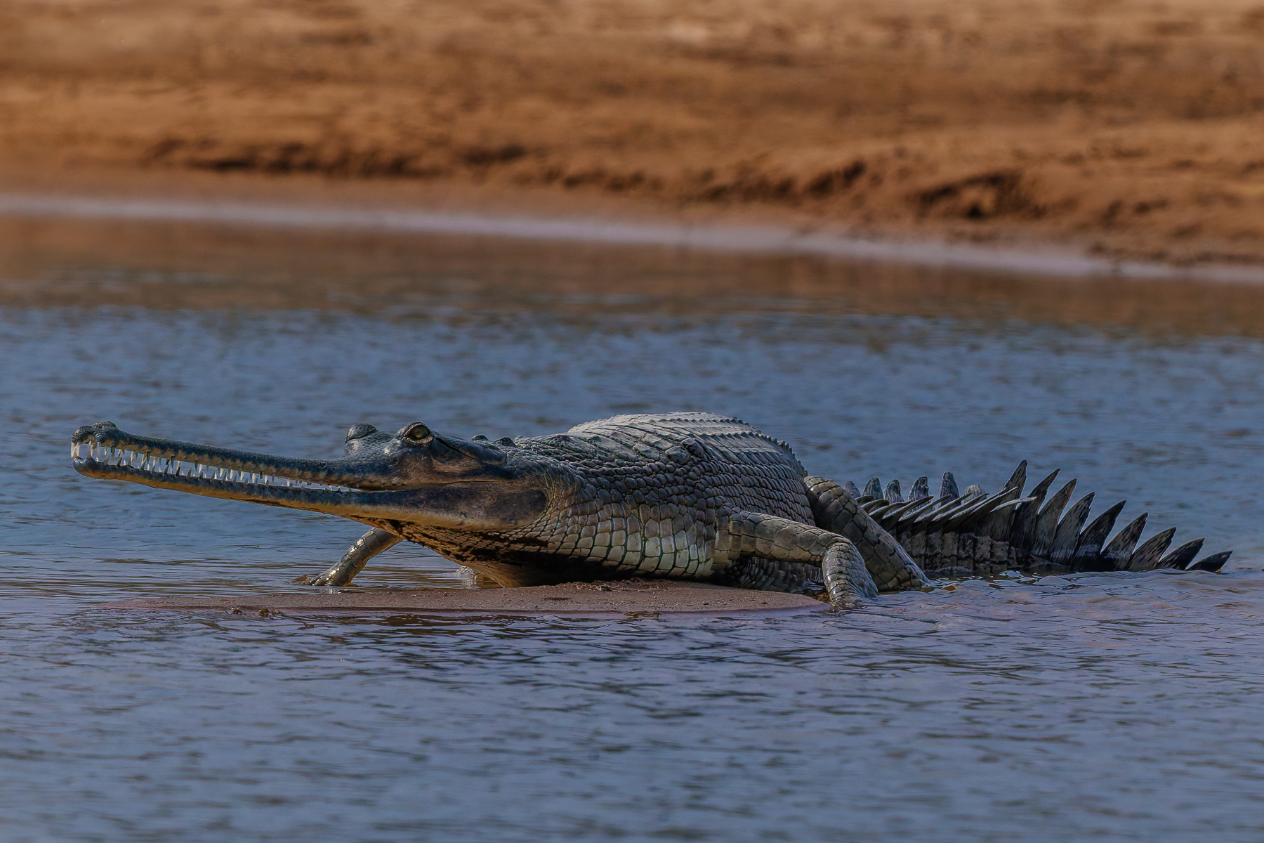 A magnificent Gharial shows its distinctive long snout, while basking near a sandbank along India's Chambal River. Gharials are among the longest and rarest of crocodiles, with only around 200 breeding pairs of this critically endangered species remaining in the wild (image by Virginia Wilde)