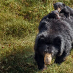 Sloth Bear cubs often ride on their mother's back for up to 9 months, clinging to her fur - a behaviour not seen in any other bear species. These solitary bears are myrmecophagous, meaning they mostly eat termites and ants, but also enjoy fruit and honey (image by Virginia Wilde)
