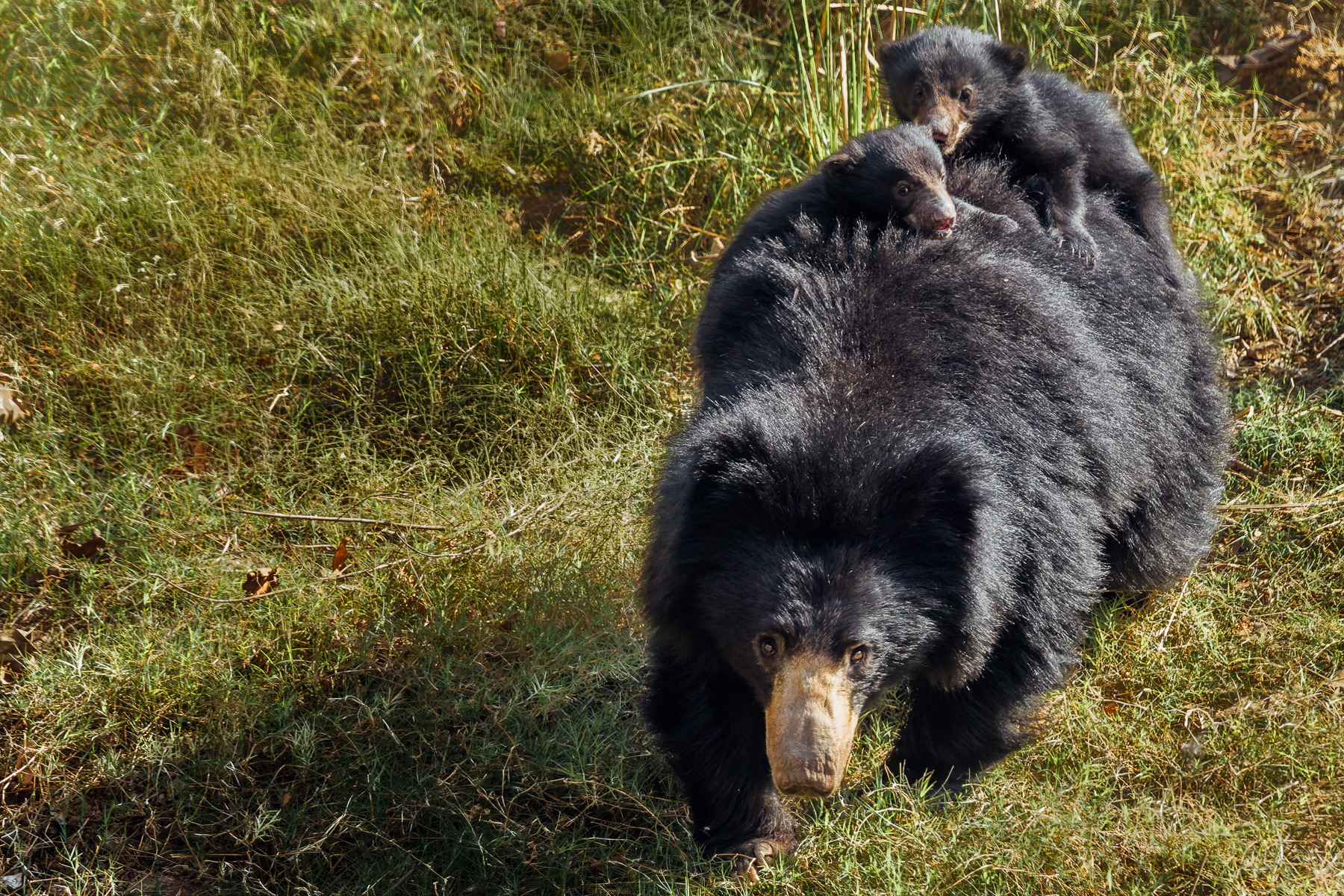 Sloth Bear cubs often ride on their mother's back for up to 9 months, clinging to her fur - a behaviour not seen in any other bear species. These solitary bears are myrmecophagous, meaning they mostly eat termites and ants, but also enjoy fruit and honey (image by Virginia Wilde)