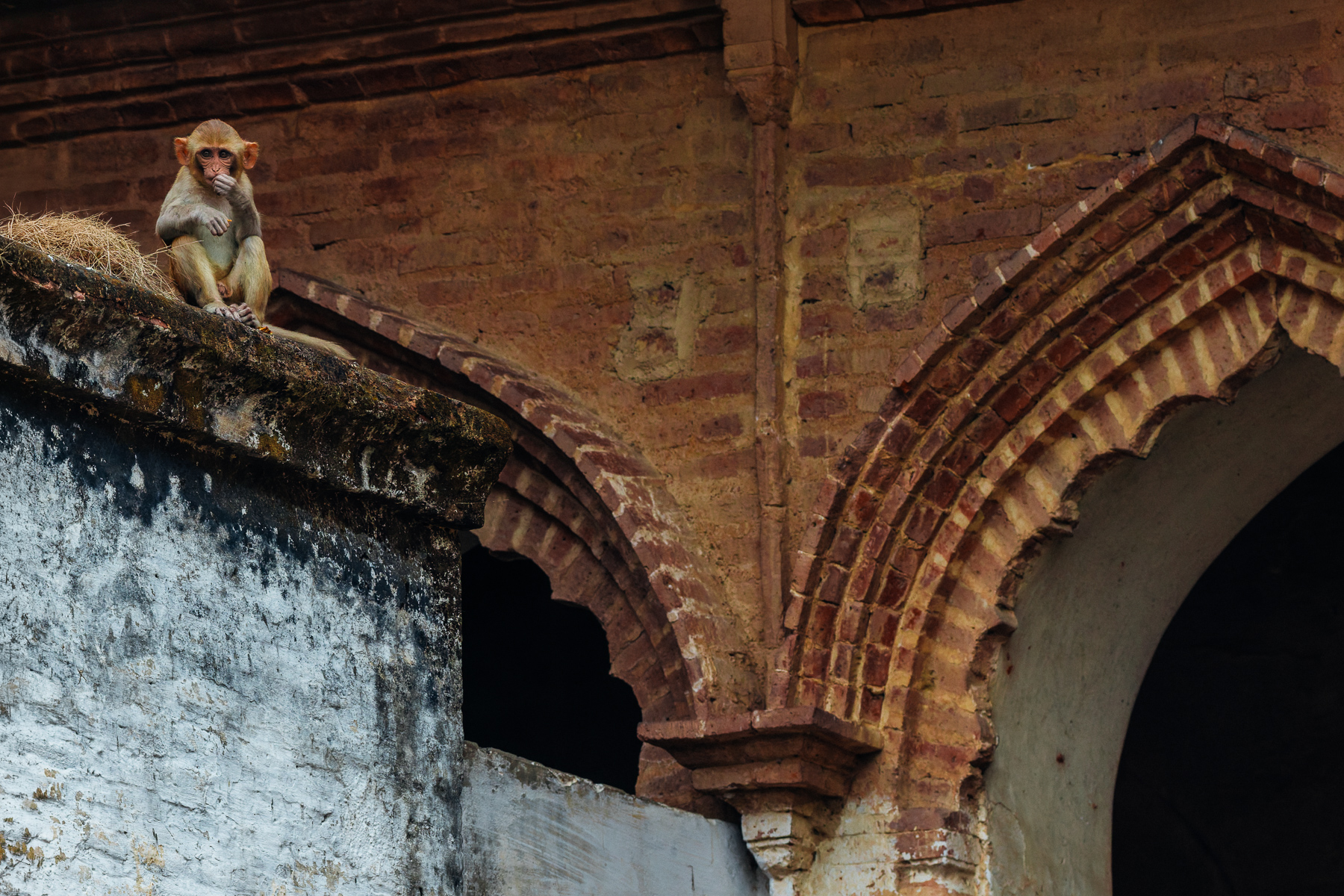 There are few countries in the world where wildlife lives as cheek-by-jowl with humans, as it does in India. Here, a Rhesus Macaque rests on houses in Holipura village, in Uttar Pradesh (image by Virginia Wilde)