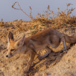A suspicious-looking Desert Fox creeps down the earthy bank near its den, before pouncing on his sibling in a surprise playfight ambush (image by Virginia Wilde)