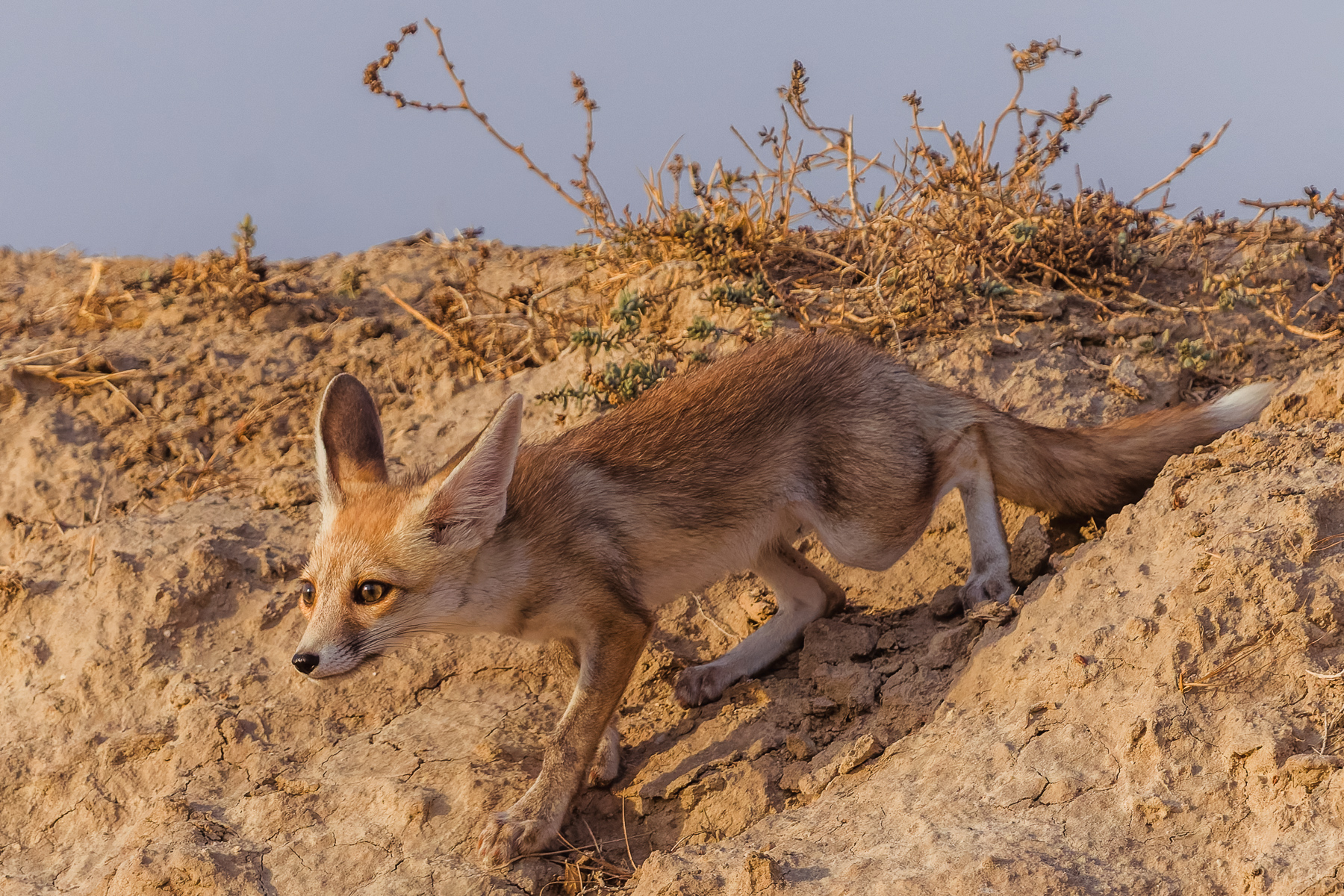 A suspicious-looking Desert Fox creeps down the earthy bank near its den, before pouncing on his sibling in a surprise playfight ambush (image by Virginia Wilde)