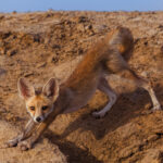 And stretch, little one! A Desert Fox cub gives its front legs a good stretch as the sun rises over the saline desert of India's Little Rann of Kutch (image by Virginia Wilde)