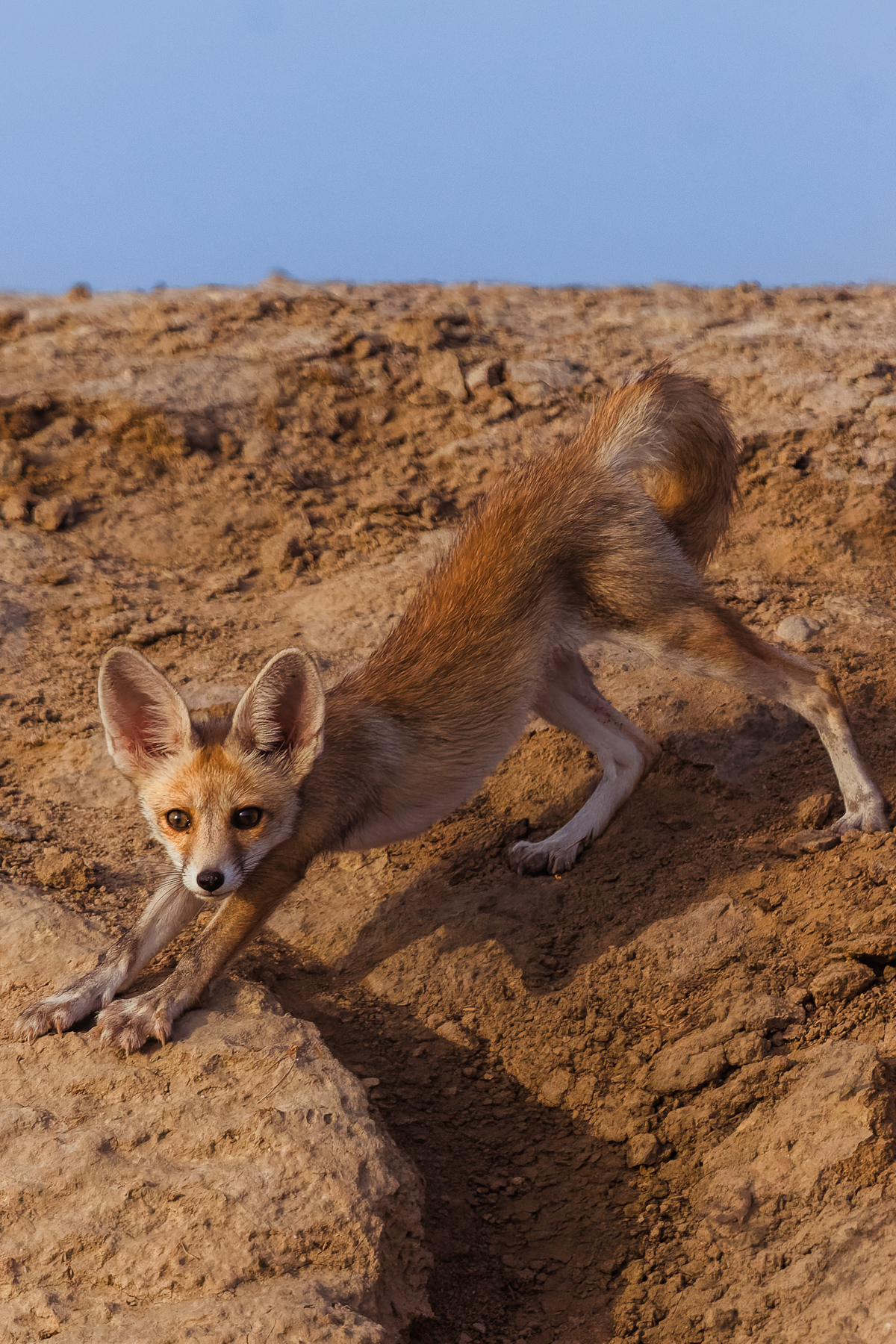 And stretch, little one! A Desert Fox cub gives its front legs a good stretch as the sun rises over the saline desert of India's Little Rann of Kutch (image by Virginia Wilde)