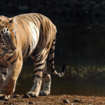 The tigress known as 'Bijlee' was our first tiger sighting on this year's tour. A further 35 tiger encounters (of 21 individuals) were to come. I love the sepia tones that can result when wildlife moves out of the shadows and into the light (image by Virginia Wilde)