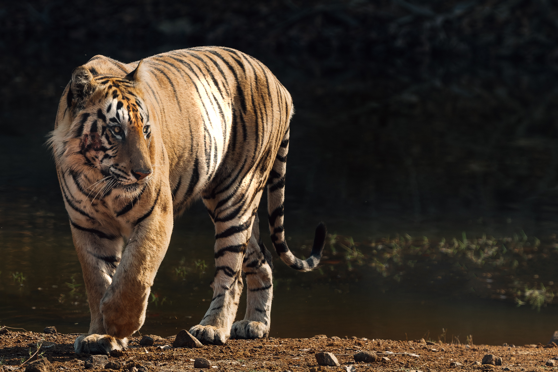 The tigress known as 'Bijlee' was our first tiger sighting on this year's tour. A further 35 tiger encounters (of 21 individuals) were to come. I love the sepia tones that can result when wildlife moves out of the shadows and into the light (image by Virginia Wilde)
