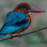 Despite their name, White-throated Kingfishers are not strictly fish-eaters. They have a varied diet including small reptiles and amphibians, rodents, crabs and the young of other birds. In the 1800s, they were heavily hunted for their electric blue feathers (image by Virginia Wilde)