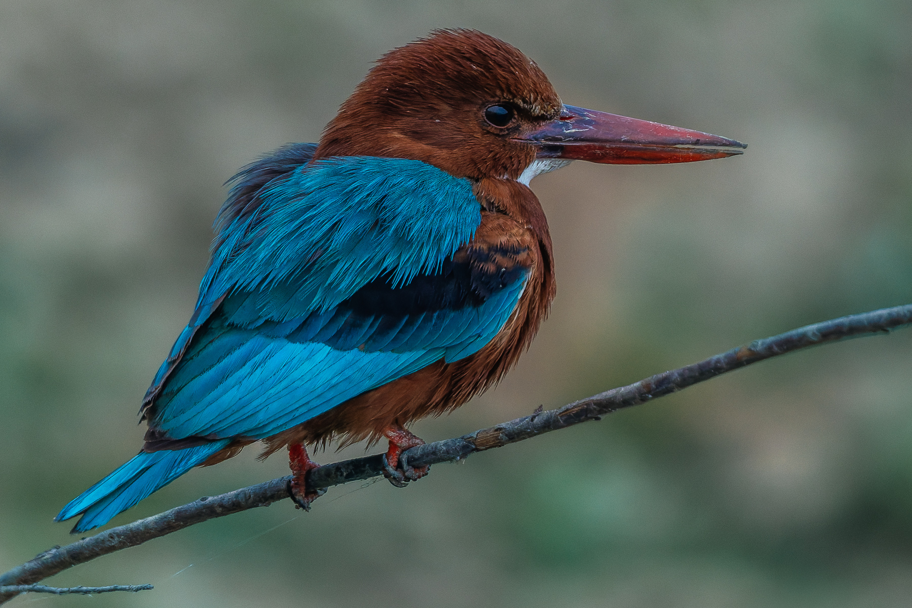 Despite their name, White-throated Kingfishers are not strictly fish-eaters. They have a varied diet including small reptiles and amphibians, rodents, crabs and the young of other birds. In the 1800s, they were heavily hunted for their electric blue feathers (image by Virginia Wilde)