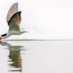 An Indian Skimmer does what it does best: skimming along the surface of the water of the Chambal River -while catching small fish and crustaceans with a specially-adapted lower mandible that acts like a scoop (image by Virginia Wilde)