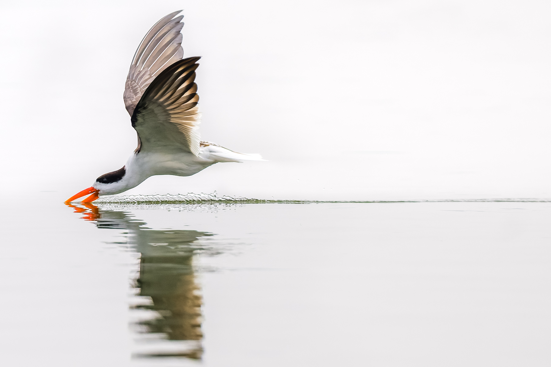 An Indian Skimmer does what it does best: skimming along the surface of the water of the Chambal River -while catching small fish and crustaceans with a specially-adapted lower mandible that acts like a scoop (image by Virginia Wilde)