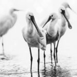 Black-and-white portrait of Eurasian Spoonbills on the Chambal River - one of India's least polluted major rivers (image by Virginia Wilde)