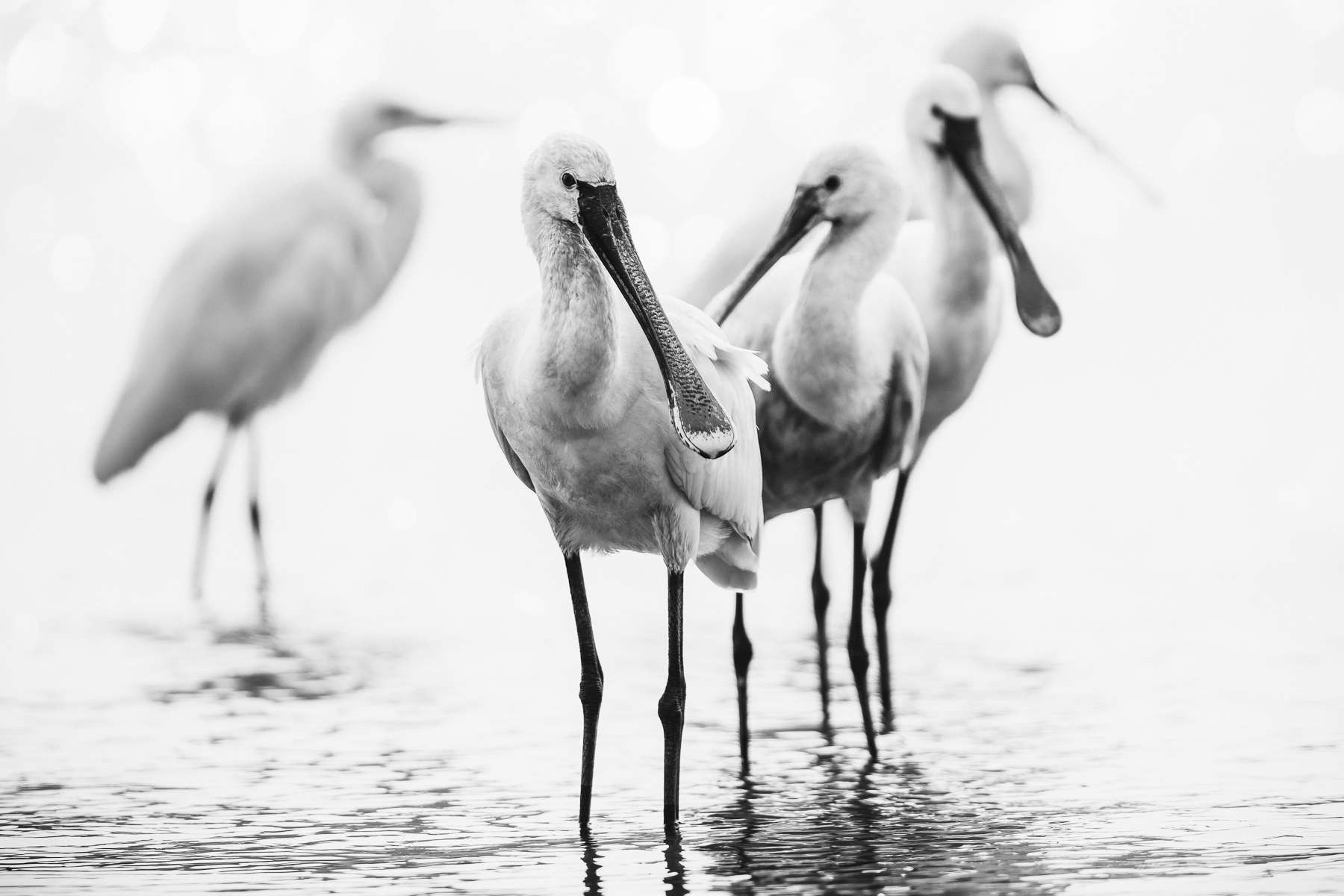 Black-and-white portrait of Eurasian Spoonbills on the Chambal River - one of India's least polluted major rivers (image by Virginia Wilde)
